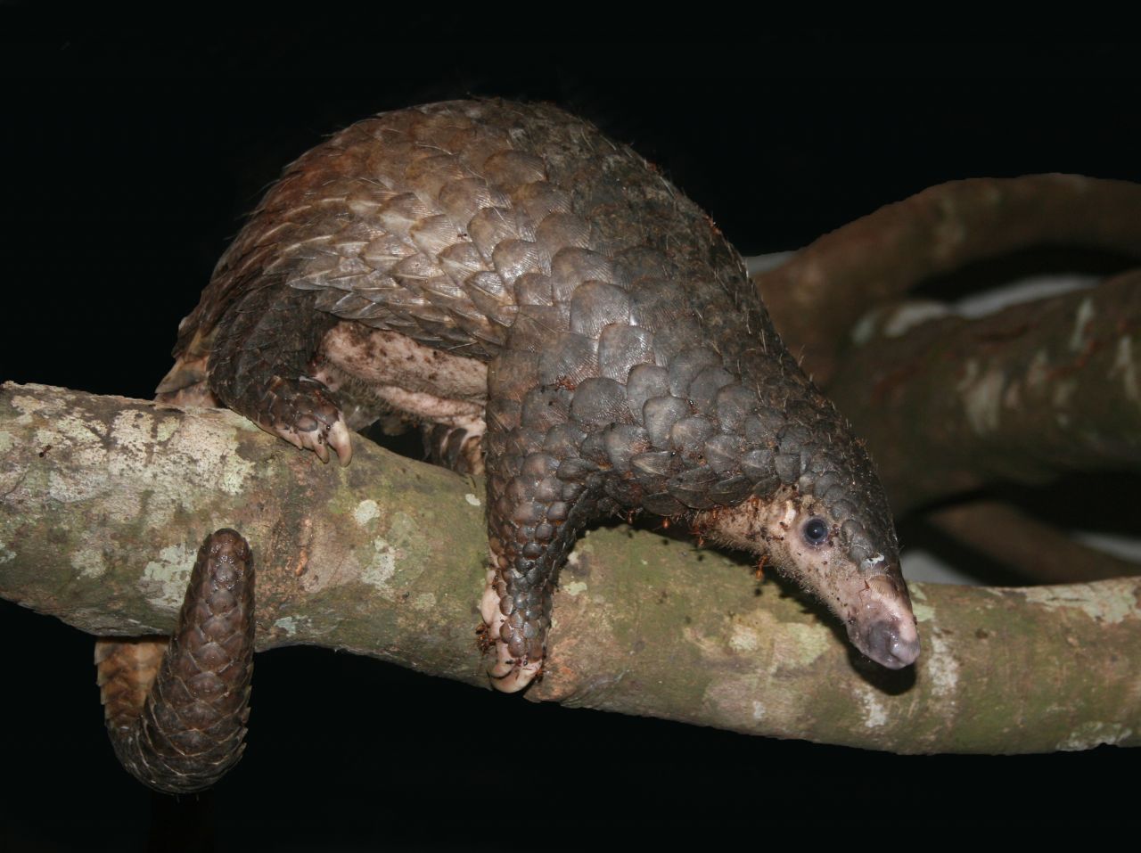 Nature Show on PBS

pbs-DanChallender_Sunda-pangolin_Save-Vietnams-Wildlife-1280x957-1.jpeg